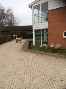 Read more about the article Nye beboere på Fårevejle Centret????